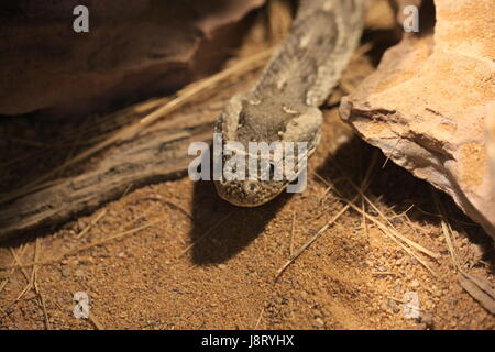 Schlange, Otter, Schlangen, giftige Schlange, Bordell, Giftschlangen, Blätterteig, Makro, Stockfoto