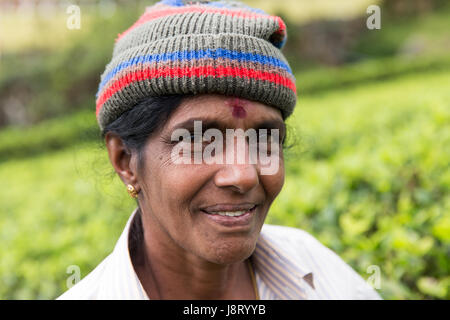 Porträt von Tamil Tea Picker bei Liptons Seat, Haputale Sri Lanka Stockfoto