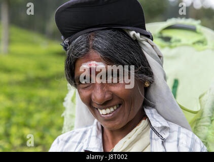 Porträt von Tamil Tea Picker bei Liptons Seat, Haputale Sri Lanka Stockfoto