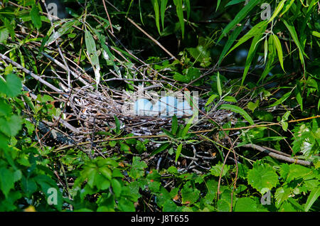 Blauen Eiern kleine Blue Heron-Erholung im Nest der Rookery auf Hilton Head Island, South Carolina.