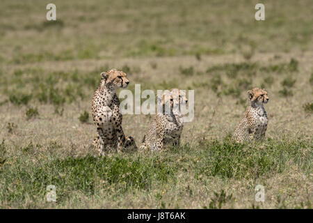 Mutter Geparden und Jungtiere, Serengeti Stockfoto