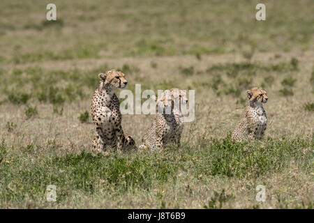Mutter Geparden und Jungtiere, Serengeti Stockfoto