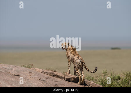 Gepard auf Felsen, Serengeti Stockfoto