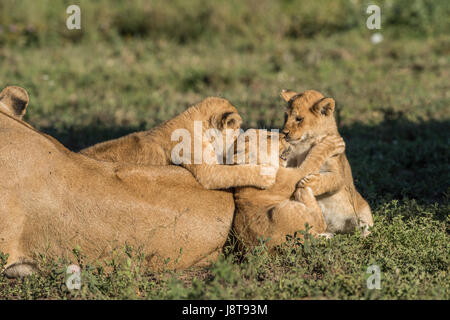 Löwenbabys spielen, Tansania Stockfoto