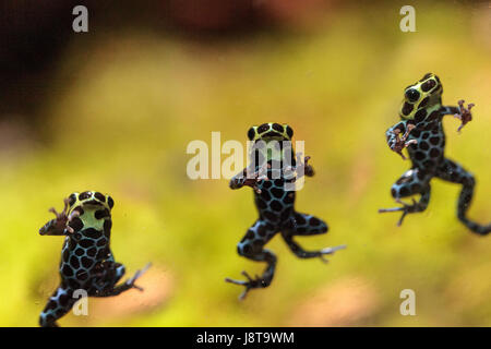 Schillernd Variable Pfeilgiftfrosch Ranitomeya Variabilis findet man in den tropischen Regenwald von Peru Stockfoto