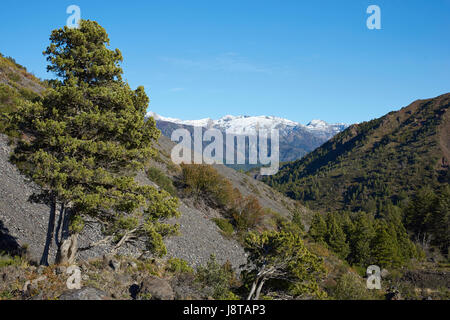 Bewaldete Tal des Flusses Laja, wie es durch den Laguna de Laja National Park in der Bio Bio Region von Chile fließt. Stockfoto