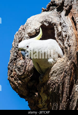 Kakadu Peers aus der Öffnung im Baum Stockfoto