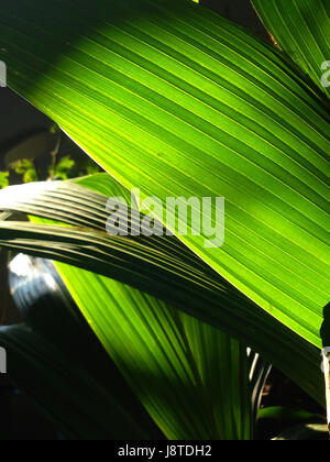 Sonne durch eine strahlende Linien und Texturen von Green palm Leaf im Wald Stockfoto