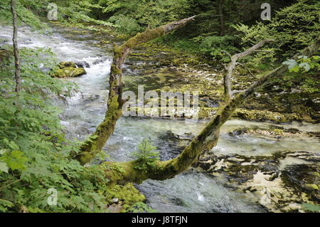 Stream, Schlucht, Klamm, Slowenien, Tal, Schlucht, Torrent, Wasserfall, Landschaft, Stockfoto