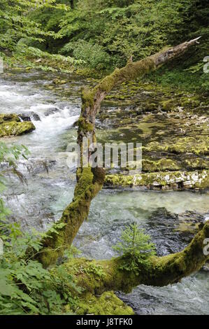 Stream, Schlucht, Klamm, Slowenien, Tal, Schlucht, Torrent, Wasserfall, Landschaft, Stockfoto