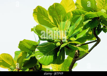 Nahaufnahme eines tropischen Mandeln wachsen in Honolulu, Hawaii Stockfoto