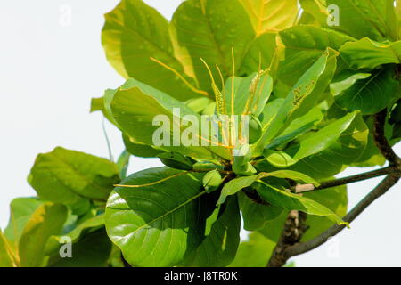 Nahaufnahme eines tropischen Mandeln wachsen in Honolulu, Hawaii Stockfoto