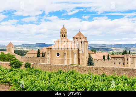 Weinreben und der Königlichen Abtei von Santa Maria de Poblet, Kloster Poblet, Vimbodí ich Poblet, Katalonien, Spanien Stockfoto