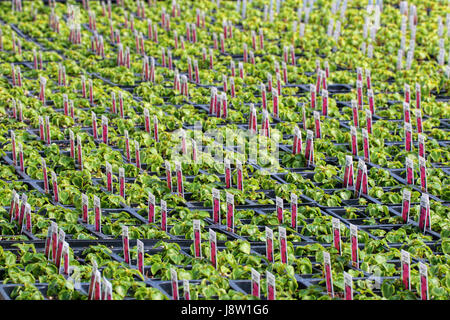 Junge Impatiens vergossen in einem Gewächshaus Stockfoto