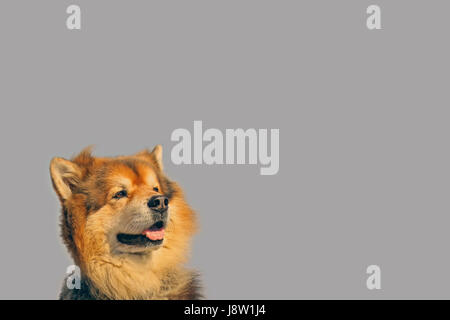 wachsam, Konzentration, Aufmerksamkeit, Erwartung, hellwach, warten, warten, Stockfoto