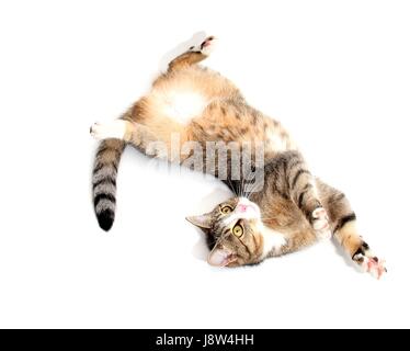 süß, Spiel, Turnier, spielen, spielen, spielt, spielte, Säugetier, Tier, Haustier, Stockfoto