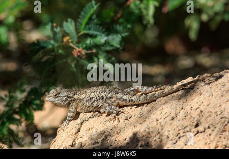 Clark's stachelige Echse (Sceloporus Clarkii) Stockfoto