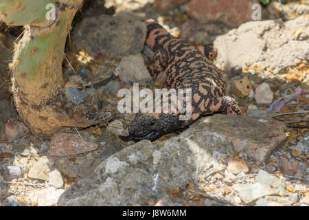 Gila Monster (Heloderma Suspectum) Jagd in Kakteen. Stockfoto