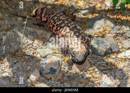 Gila Monster (Heloderma Suspectum) Jagd in Kakteen. Stockfoto