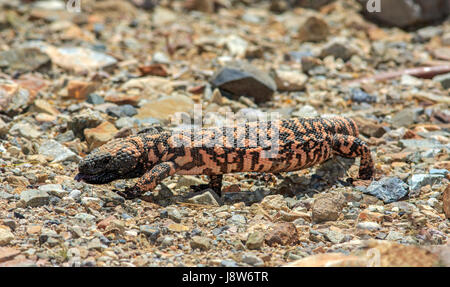 Gila Monster (Heloderma Suspectum) Jagd in Kakteen. Stockfoto