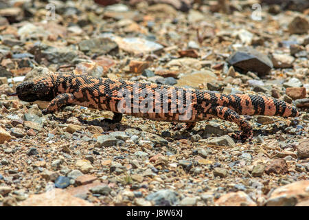 Gila Monster (Heloderma Suspectum) Jagd in Kakteen. Stockfoto