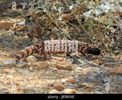 Gila Monster (Heloderma Suspectum) Jagd in Kakteen. Stockfoto