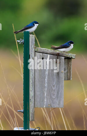 Baum-Schwalbe (Tachycineta bicolor) im Nistkasten. Stockfoto
