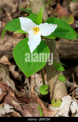 Große weiße Trillium (Trillium Grandiflorum), Stockfoto