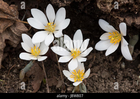 Blutwurz (Sanguinaria Canadensis) Blumen im Frühjahr. Stockfoto
