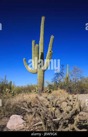 Saguaro-Kaktus in der Wüste (Saguaro National Park, Arizona). Stockfoto