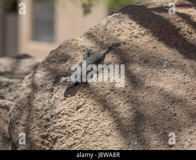 Clark's stachelige Echse (Sceloporus Clarkii) auf Rock Stockfoto