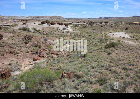 Versteinerte Baumstämme auf dem Boden im Petrified Forest National Park, Arizona. Stockfoto
