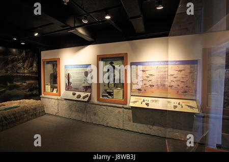 Displays im Besucherzentrum und Museum im Petrified Forest National Park. Stockfoto