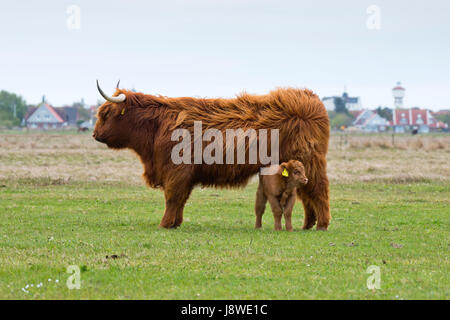Schottische Hochlandrinder (Bos Primigenius Roperus) mit Kalb, Langeoog, Ostfriesland, Niedersachsen, Deutschland Stockfoto