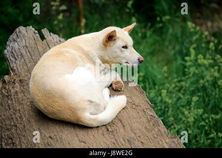 Dingo (Canis Familiaris Dingo), Erwachsene ruht auf Baumstamm, Gefangenschaft, Cuddlly Creek, South Australia, Australien Stockfoto