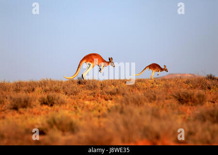 Roten Riesenkängurus (Macropus Rufus), Erwachsene springen, Sturt National Park, New-South.Wales, Australien Stockfoto