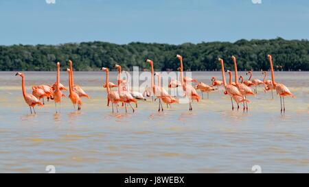 Amerikanische Flamingos (Phoenicopterus Ruber), Kolonie stehend im Wasser, in der Nähe von Celestun, Yucatan, Mexiko Stockfoto