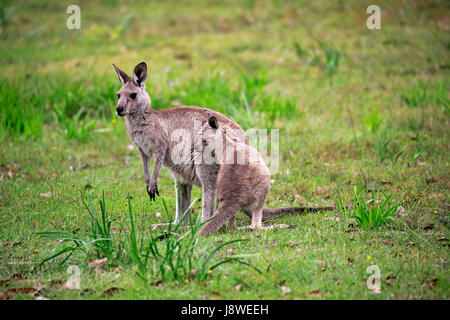 Östliche graue Riese Känguru (Macropus Giganteus), erwachsenes Weibchen mit Jungtier auf Wiese, Merry Strand Stockfoto