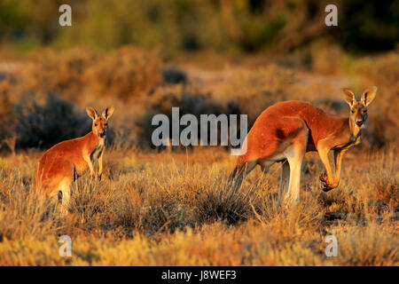 Roten Riesenkängurus (Macropus Rufus), männliche mit Jungtier, wachsam, Sturt Nationalpark, New South Wales, Australien Stockfoto