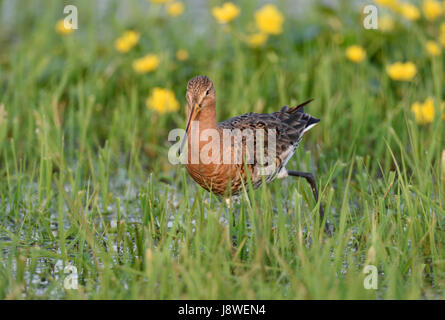 Uferschnepfe (Limosa Limosa) in nassen Wiese, den Dümmer See, Mecklenburg-Western Pomerania, Deutschland Stockfoto