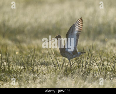 Uferschnepfe (Limosa Limosa), Hintergrundbeleuchtung, Wiese, Dümmer-See, Mecklenburg-Western Pomerania, Deutschland Stockfoto