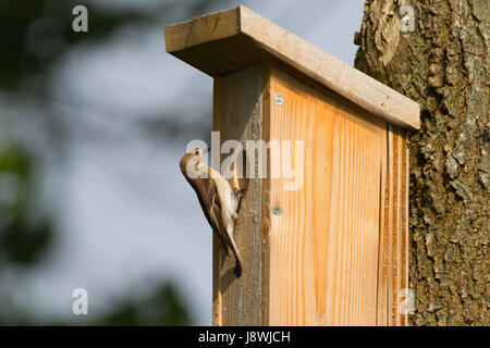 Weiblichen europäischen pied Flycatcher verlassen Vogelhaus Stockfoto