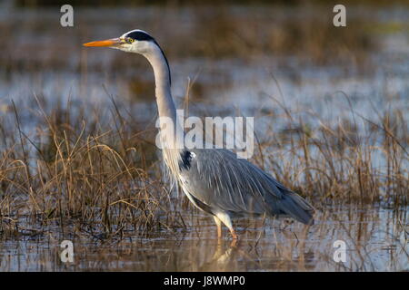 Graureiher Ardea Cinerea, zu Fuß in einem Teich auf der Suche nach Nahrung Stockfoto