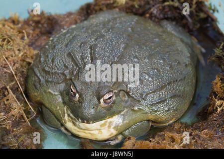 Afrikanische Ochsenfrosch Pyxicephalus asperses. Vivarium-Häftling. Stockfoto