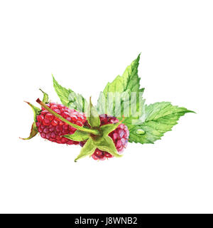 Aquarell realistische Himbeere. Rote Beeren. Stockfoto