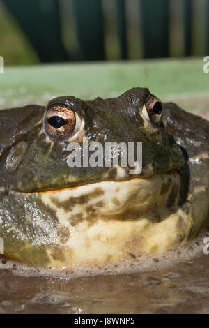 Afrikanische OCHSENFROSCH Pyxicephalus asperses. In ein Vivarium. Stockfoto