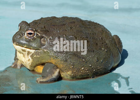 Afrikanische Ochsenfrosch Pyxicephalus asperses. Vivarium-Häftling. Stockfoto