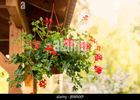 roten Pelargonien hängend in bower Stockfoto