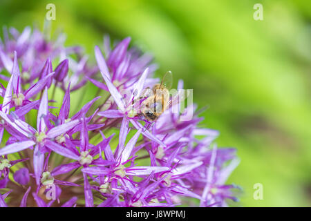 Nahaufnahme einer Biene auf einer Blüte lila Allium Blumenzwiebeln Stockfoto