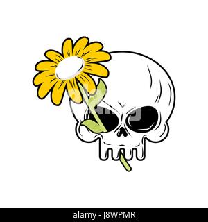 Schädel und Kamille. Weiße Blume und Tod. Leiter des Skeletts und Pflanze. Stock Vektor